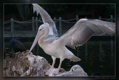 American White Pelican 01