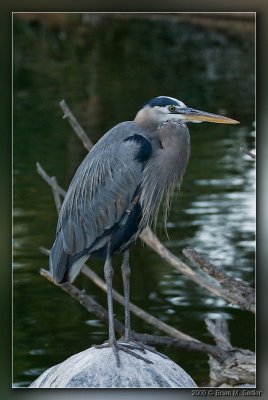 Great Blue Heron 02