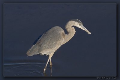 Great Blue Heron 03