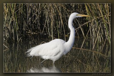 great_egret
