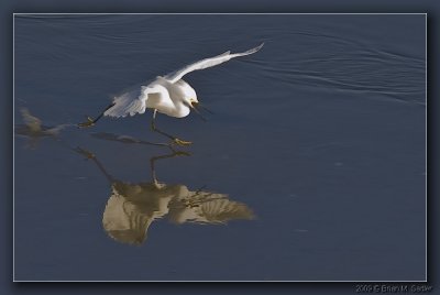 Snowy Egret 01