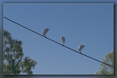 Snowy Egret 02