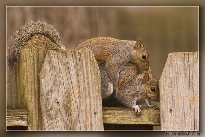 Squirrels 01