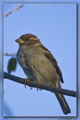 House Sparrow 04