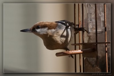 Brown-headed Nuthatch 02
