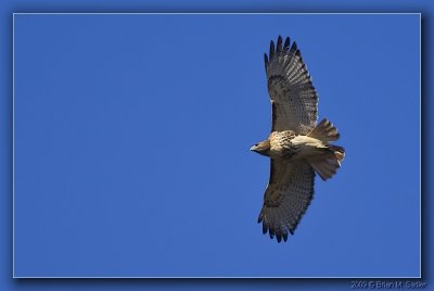 Red-tailed Hawk 01