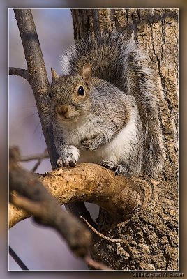 Squirrels 06