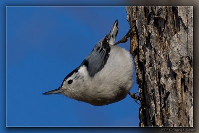White-breasted Nuthatch 04