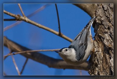 White-breasted Nuthatch 05