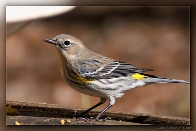 Yellow-rumped Warbler 03