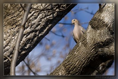 Mourning Dove 05