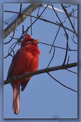Northern Cardinal 03