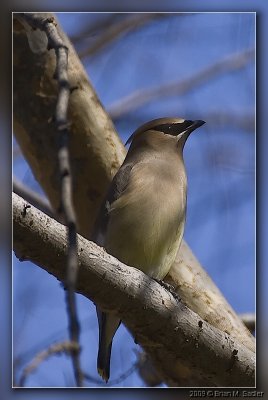 Cedar Waxwing 01