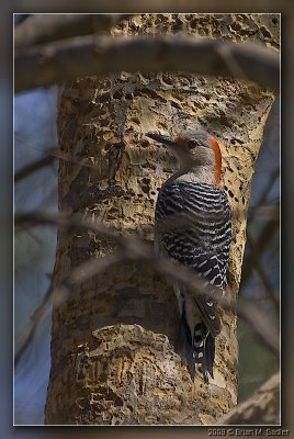 Red-bellied Woodpecker 02