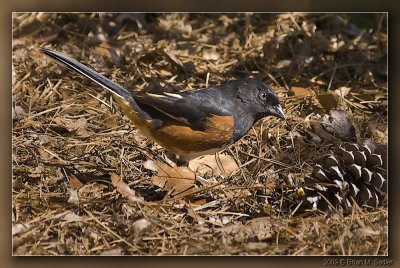 Eastern Towhee 02