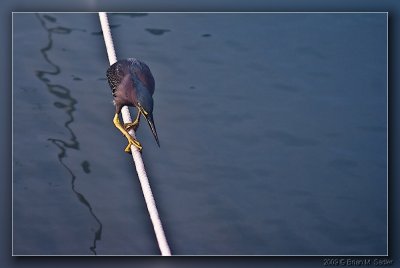 Green Heron 01