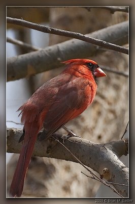 Northern Cardinal 04