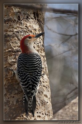 Red-bellied Woodpecker 05