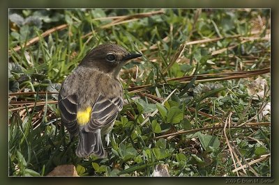 Yellow-rumped Warbler 05