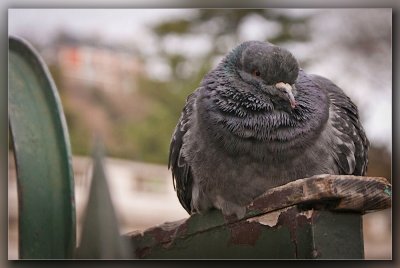 Rock Pidgeon 01