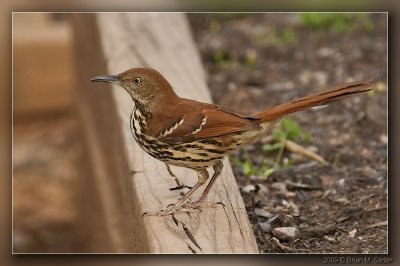 Brown Thrasher 03