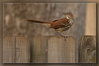 Brown Thrasher 04