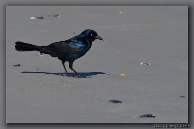 Boat-tailed Grackle 02