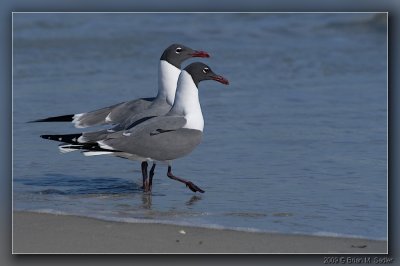 Laughing Gull 03
