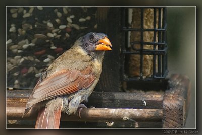 Northern Cardinal 08_hf.jpg