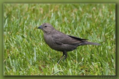 Brown-headed Cowbird 06_hf.jpg