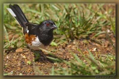 Eastern Towhee 04_hf.jpg