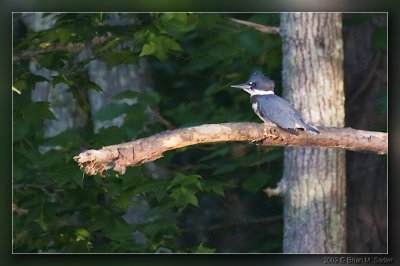 Belted Kingfisher 01