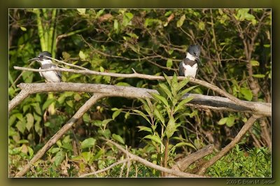 Belted Kingfisher 02