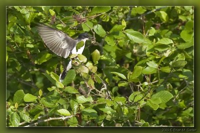 Eastern Kingbird 01