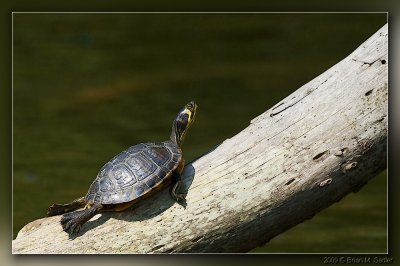 Eastern Painted Turtle 01