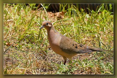 Mourning Dove 07_hf.jpg