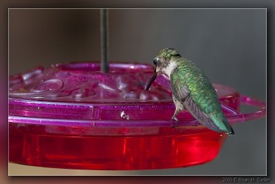 Ruby-throated Hummingbird 01_hf.jpg