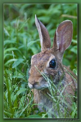 Eastern Cottontail 03_hf.jpg