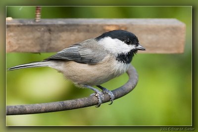 Carolina Chickadee 06_hf.jpg