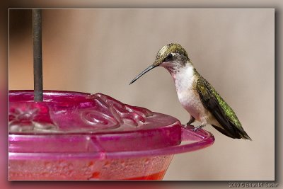Ruby-throated Hummingbird 02_hf.jpg