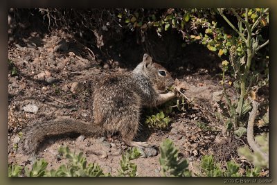 California Ground Squirrel 01_hf.jpg