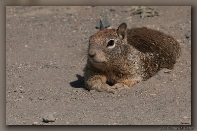 California Ground Squirrel 02_hf.jpg