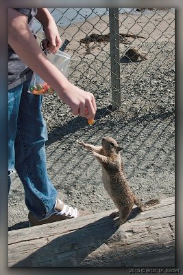 California Ground Squirrel 05_hf.jpg