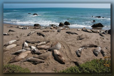 Elephant Seals 01_hf.jpg