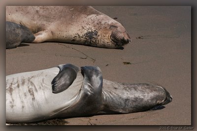 Elephant Seals 04_hf.jpg