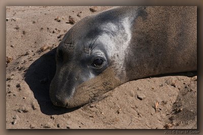 Elephant Seals 07_hf.jpg