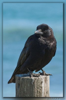 American Crow 01_hf.jpg