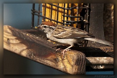 Chipping Sparrow 01_hf.jpg