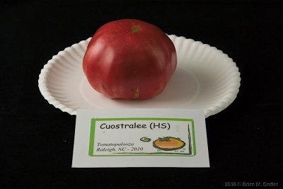 Cuostralee (HS).jpg