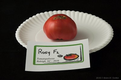 Rosy F2-3.jpg